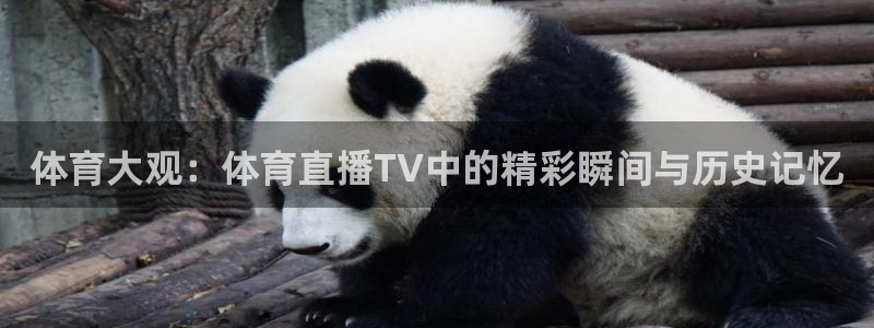 球神直播nba：体育大观：体育直播TV中的精彩瞬间与历史记忆